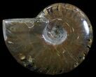 Flashy Red Iridescent Ammonite - Wide #52346-1